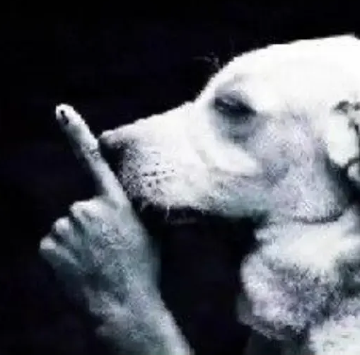 DogSilencie
